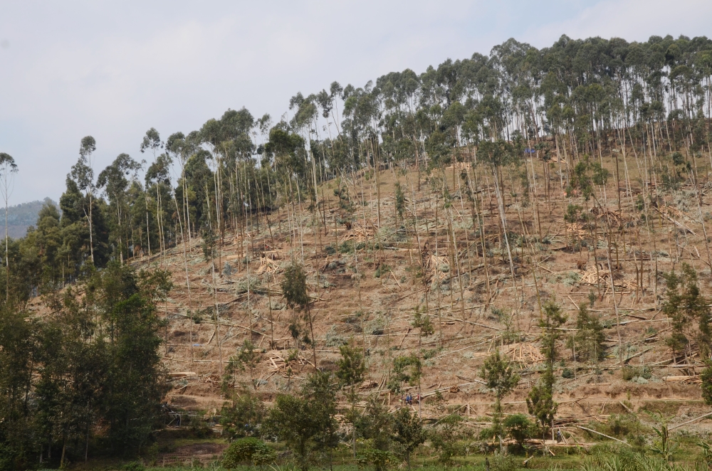 A view of a forest that is being havested in Rurindo District. The government has authorized the allocation of 7,716 hectares of state forests to private investors for responsible harvesting and oversight. Sam Ngendahimana
