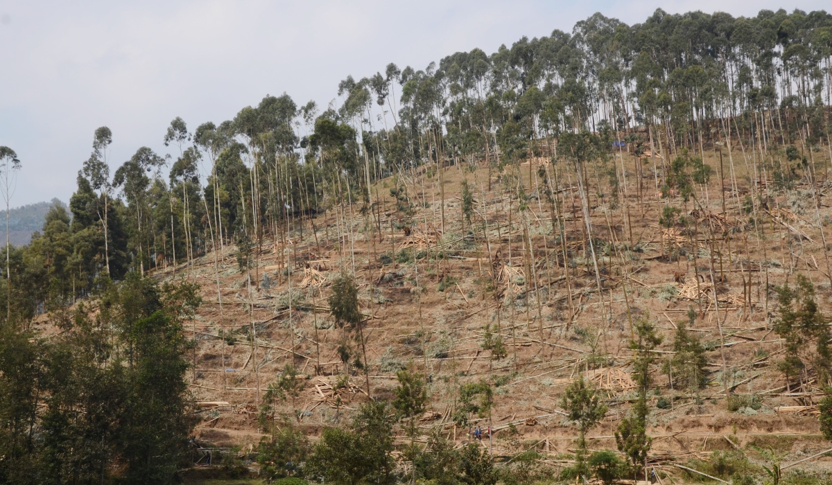 A view of a forest that is being havested in Rurindo District. The government has authorized the allocation of 7,716 hectares of state forests to private investors for responsible harvesting and oversight. Sam Ngendahimana