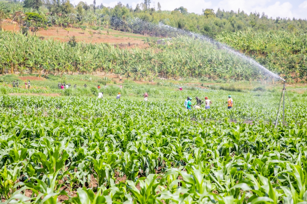 Despite significant progress in producing seeds for key commodities like maize, wheat, and soybeans, Rwanda still imports all its vegetable seeds. FILE