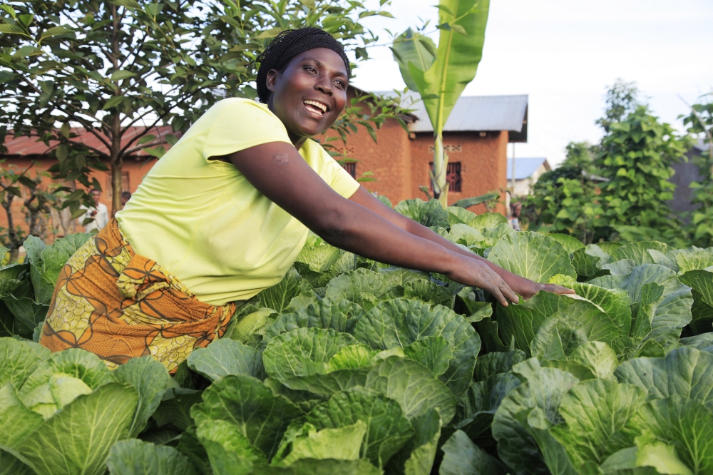 A farmer sorts her cabbage vegetables in Muko Sector, Musanze District.Despite significant progress in producing seeds for key commodities like maize, wheat, and soybeans, Rwanda still imports all its vegetable seeds. Sam Ngendahimana