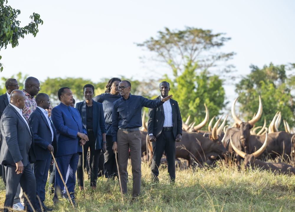 President Kagame and his counterpart  Sassou-Nguesso of The Republic of Congo, at Kibugabuga farm in Bugesera District. In the history of Rwanda, Inyambo have never been thought of as a means to diplomatic ties.