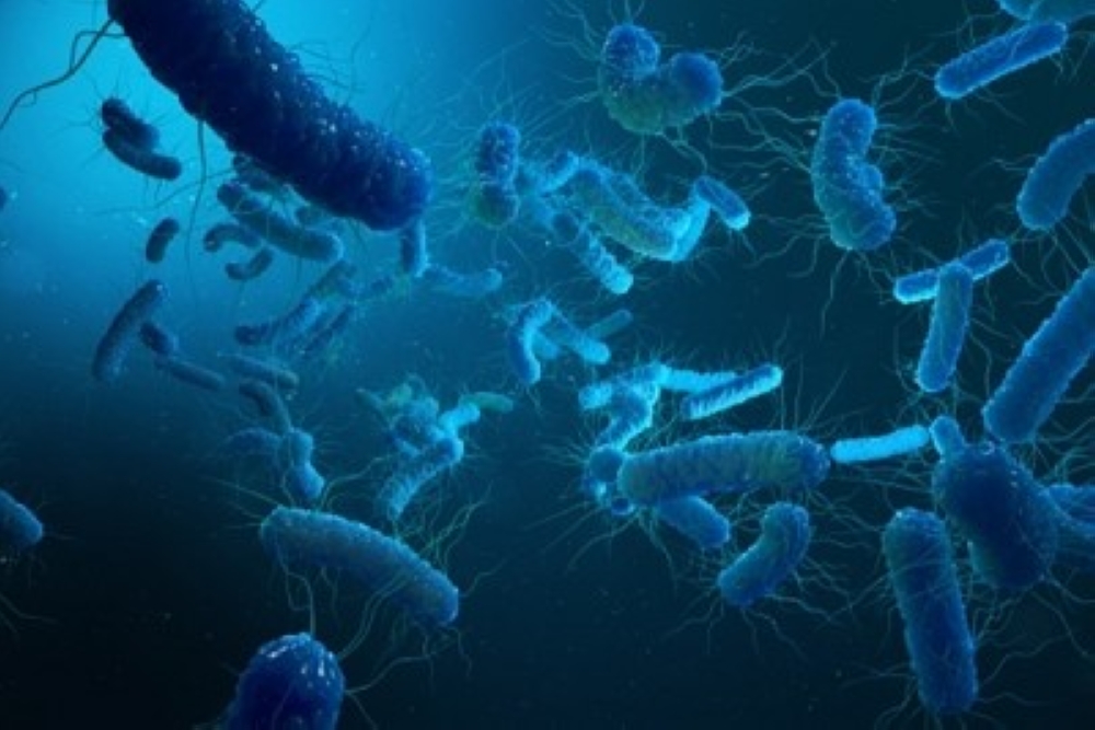 Scientist discover bacteria which could help tackle malaria.