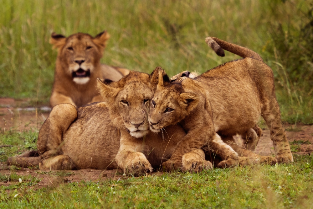 Some lions in Akagera National Park. August 10th is World Lion Day - a day set aside to honor the majestic big cat and raise awareness of their challenges as a species. Courtesy