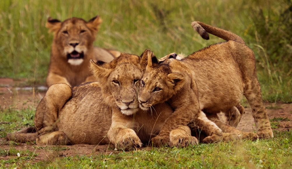 Some lions in Akagera National Park. August 10th is World Lion Day - a day set aside to honor the majestic big cat and raise awareness of their challenges as a species. Courtesy