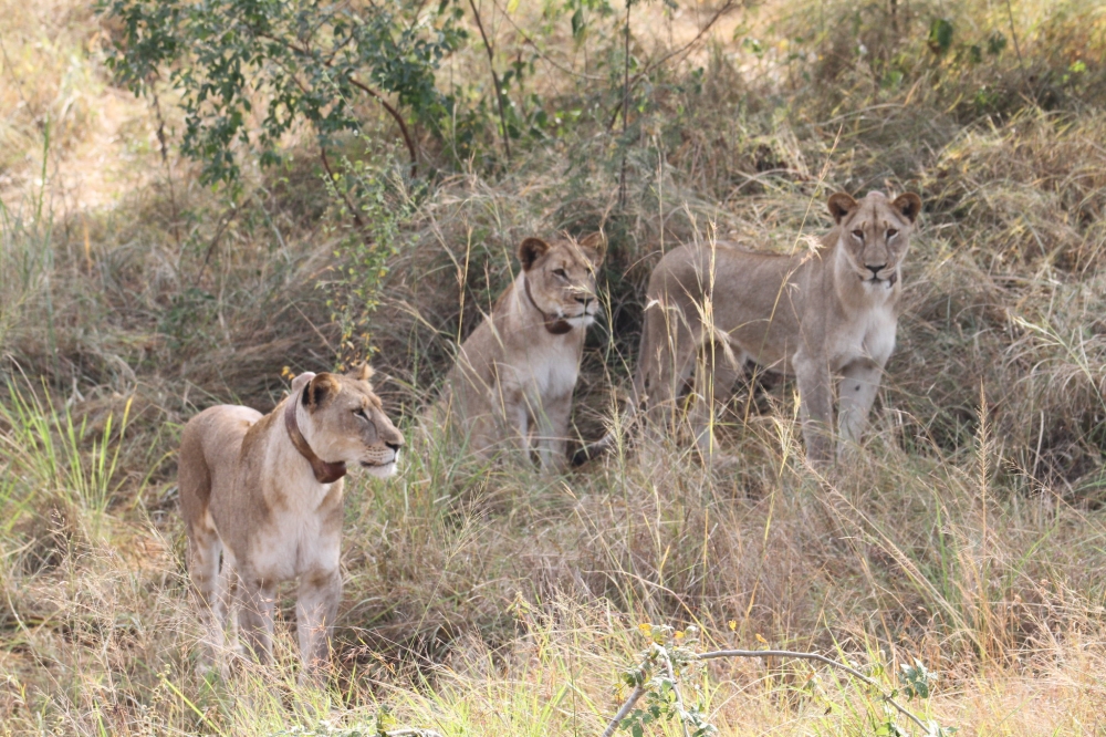 Every year, on August 10, Rwanda joins the global community in observing World Lion Day.  Courtesy