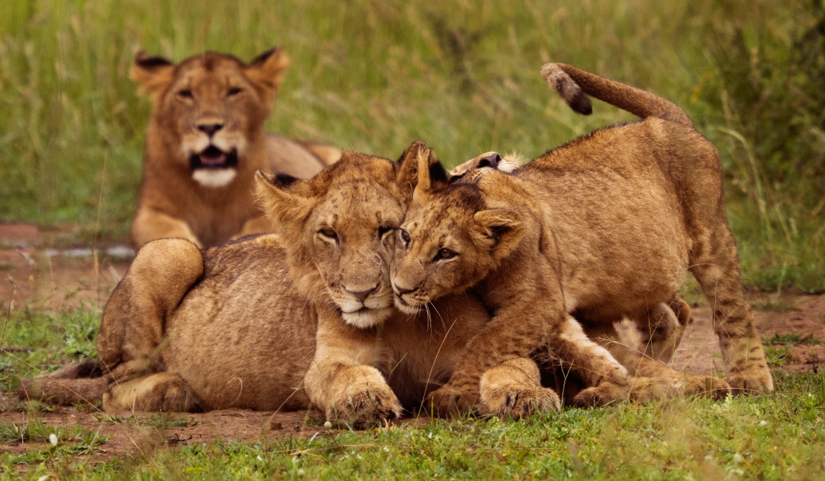 Some lions in Akagera National Park. August 10th is World Lion Day - a day set aside to honor the majestic big cat and raise awareness of their challenges as a species. Courtesy