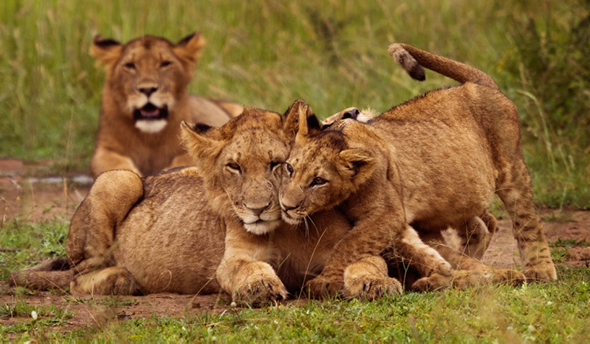 Some lions in Akagera National Park. August 10th is World Lion Day - a day set aside to honor the majestic big cat and raise awareness of their challenges as a species. Courtesy