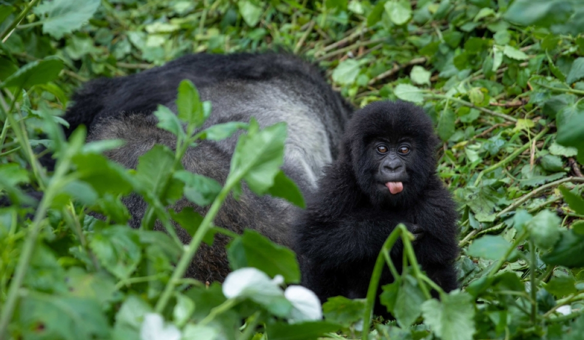 A baby gorilla from Susa Group in Volcanoes National Park in Musanze District. FILE PHOTO