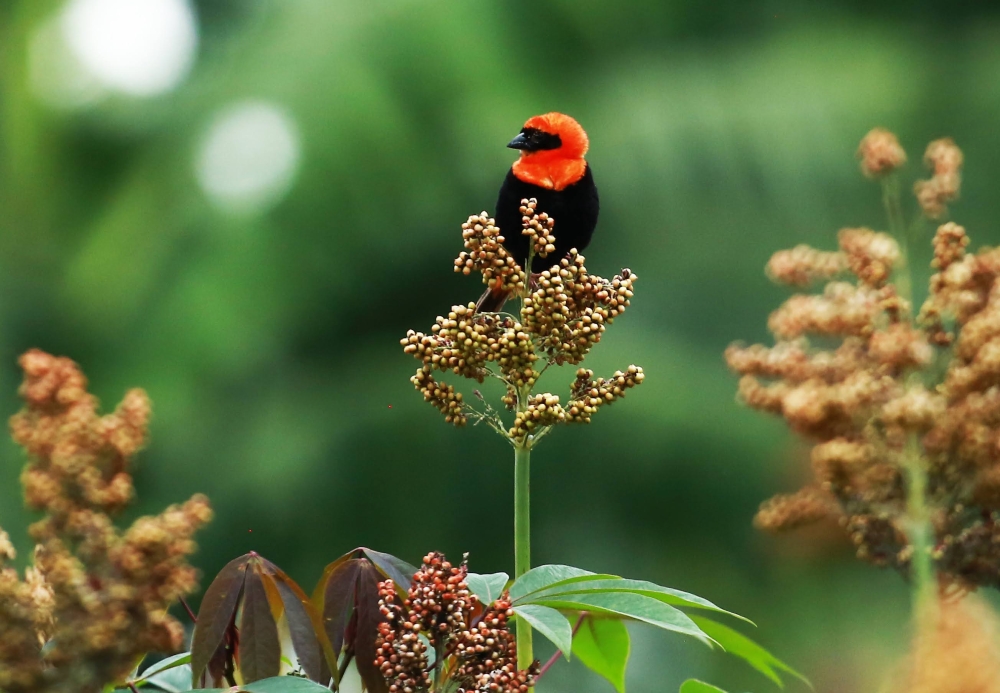 A male southern red bishop 