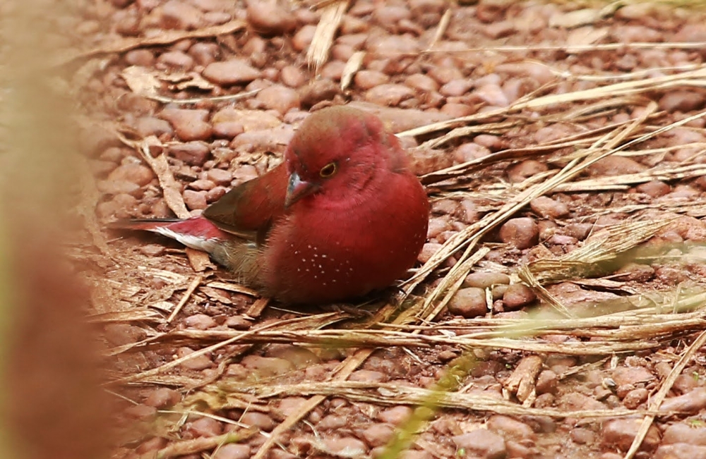 Red-Billed Firefinch .