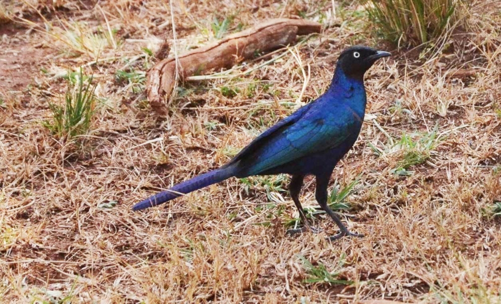 Boat-tailed Grackle captured at Akagera National Park