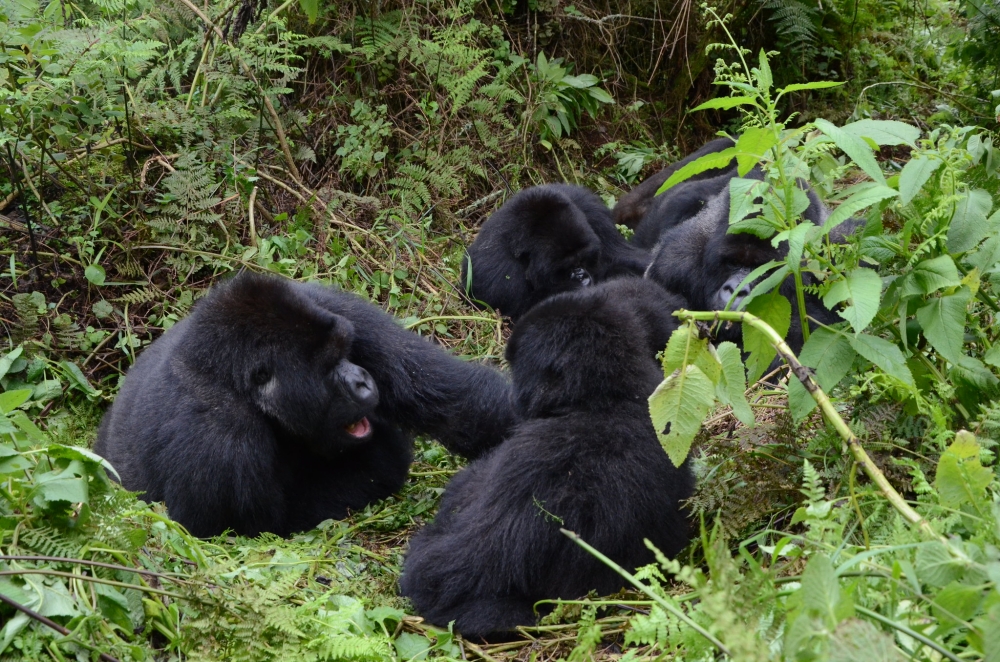 The United State government  will sanction three conservation officials from DR Congo due to their “involvement in significant corruption,” including the trafficking of gorillas and chimpanzees. File