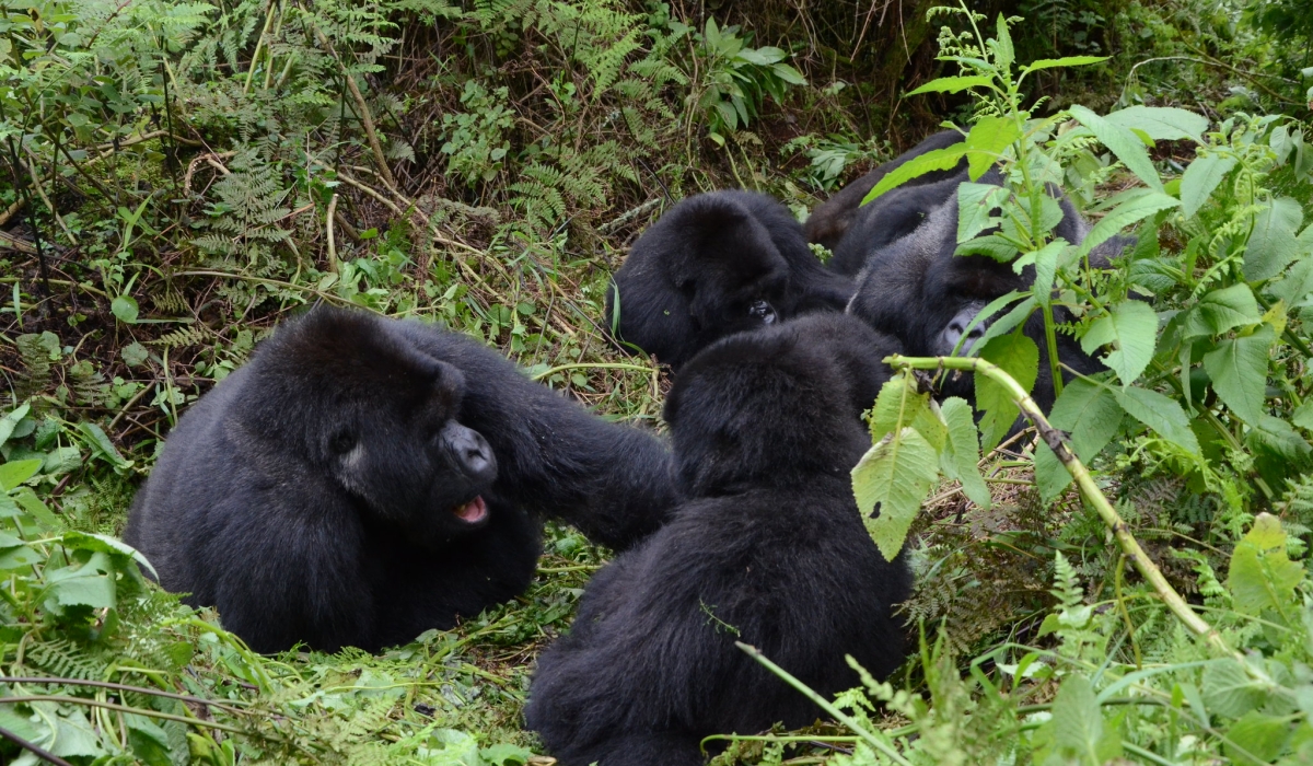 The United State government  will sanction three conservation officials from DR Congo due to their “involvement in significant corruption,” including the trafficking of gorillas and chimpanzees. File