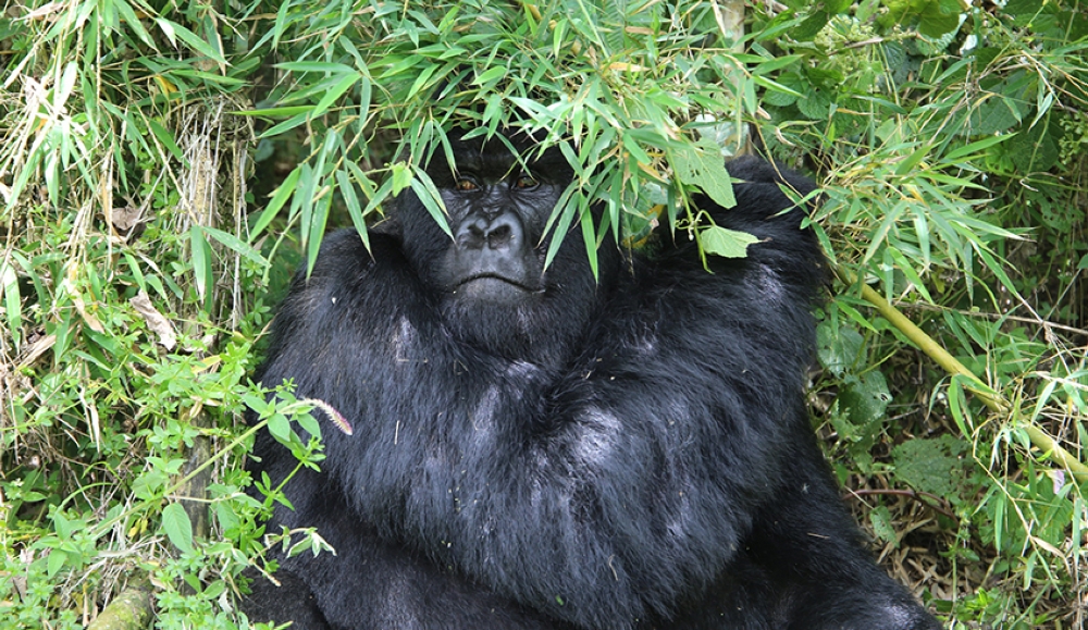 One of mountain gorillas in Volcanoes National Park. Sam Ngendahimana