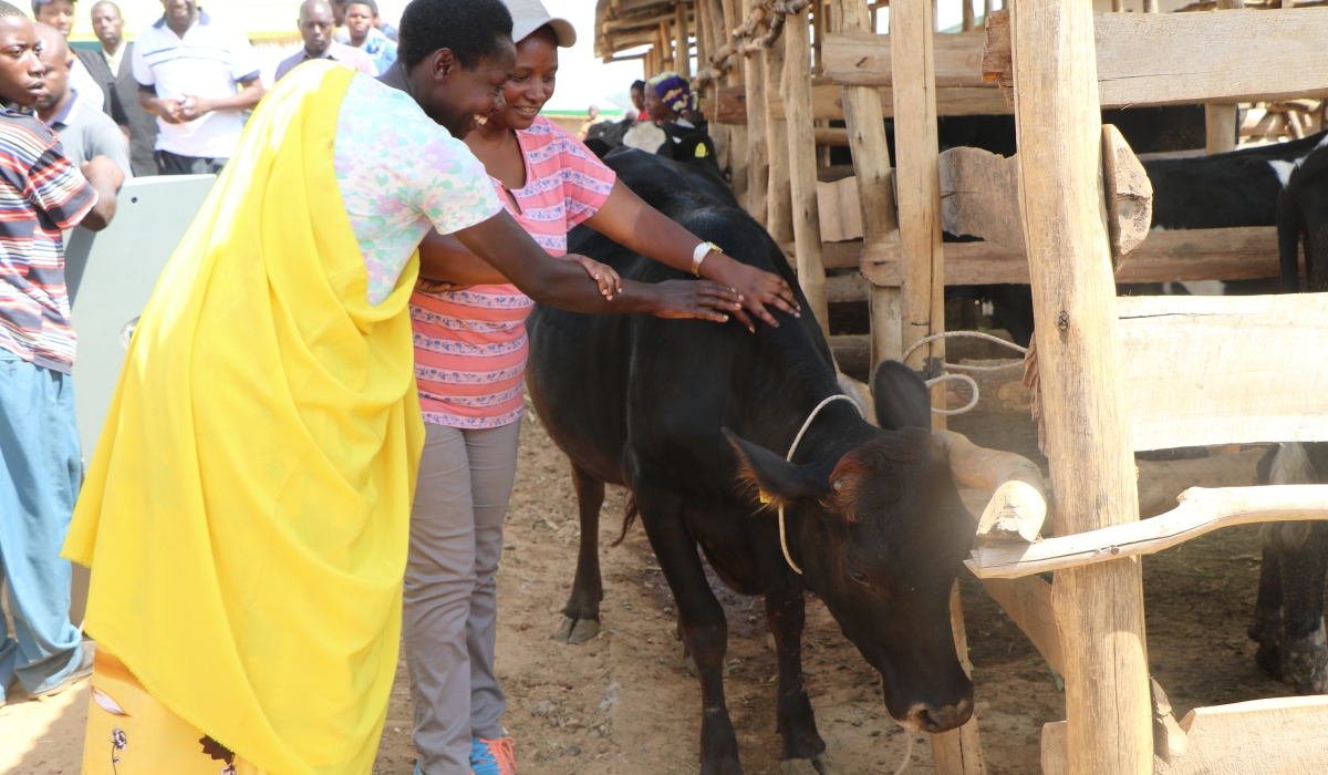 A citizen receives her cow to boost her wellbeing during Girinka Program. Craish Bahizi