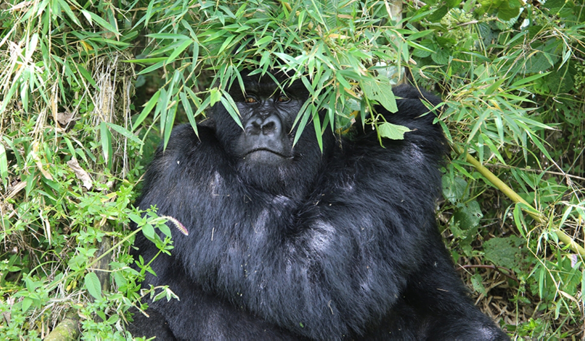 One of mountain gorillas in Volcanoes National Park. Sam Ngendahimana