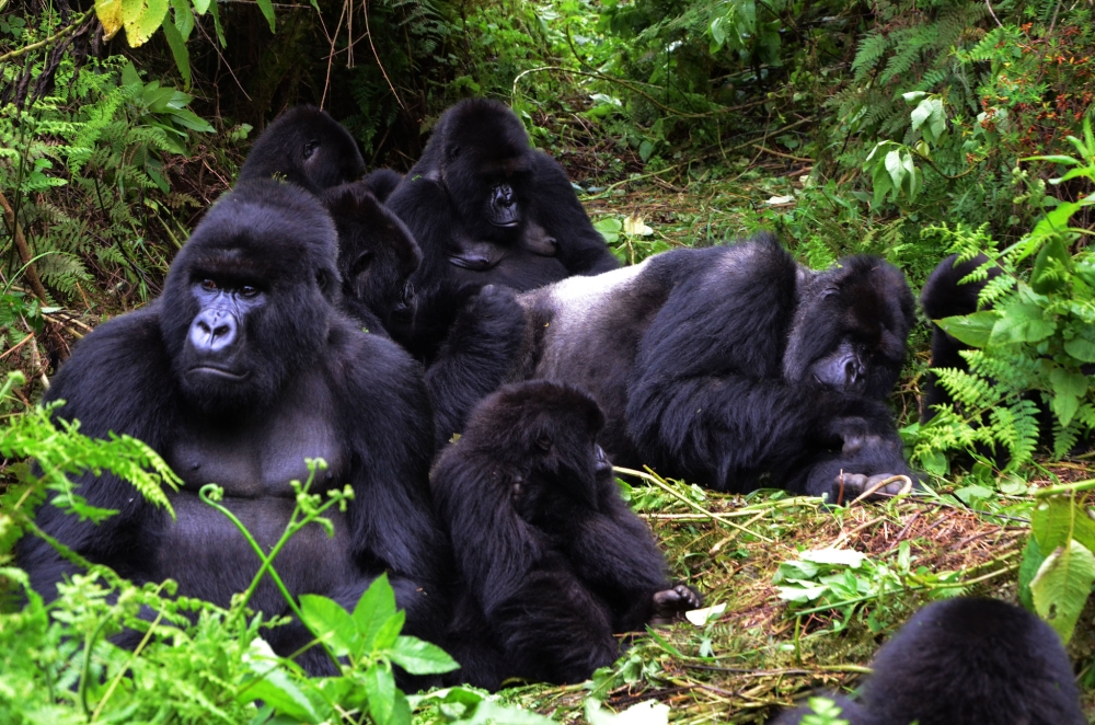 Some mountain gorillas from Susa group in Volcanoes National Park. Photo by  Sam Ngendahimana