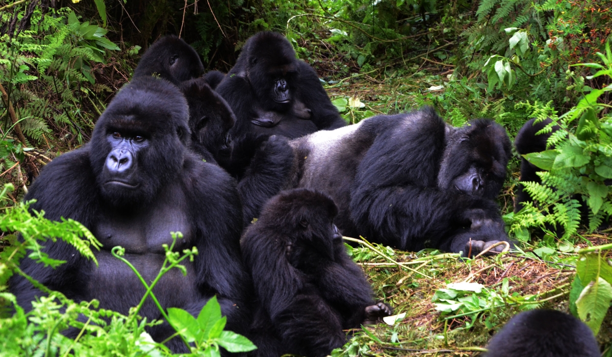 Some mountain gorillas from Susa group in Volcanoes National Park. Photo by  Sam Ngendahimana