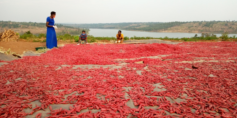 Women drying chili produce from a chili farm in Bugesera District. Photo by Jean de Dieu  Nsabimana