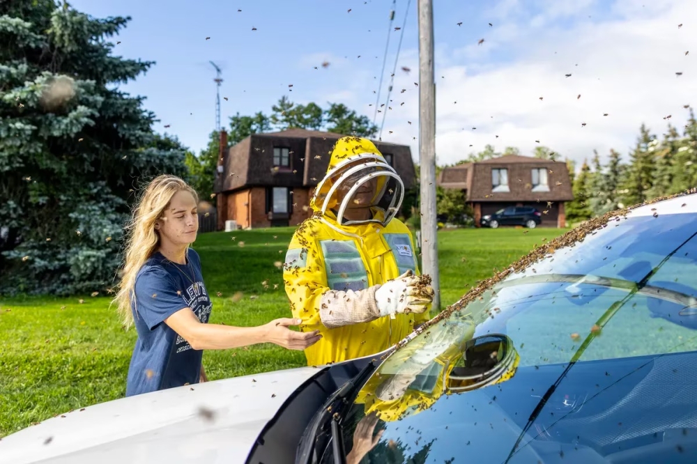 Beekeepers Terri Faloney (left) and Tyler Trute (right) remove bees from a car after a truck carrying bee hives swerved on Guelph Line road causing the hives to fall and release bees in Burlington, Ont., on Aug. 30.