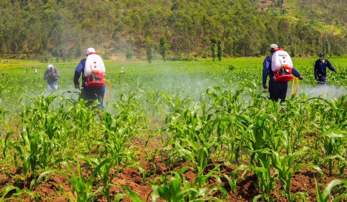 Farmers spraying pesticides in a maize plantation in Musanze. FILE
