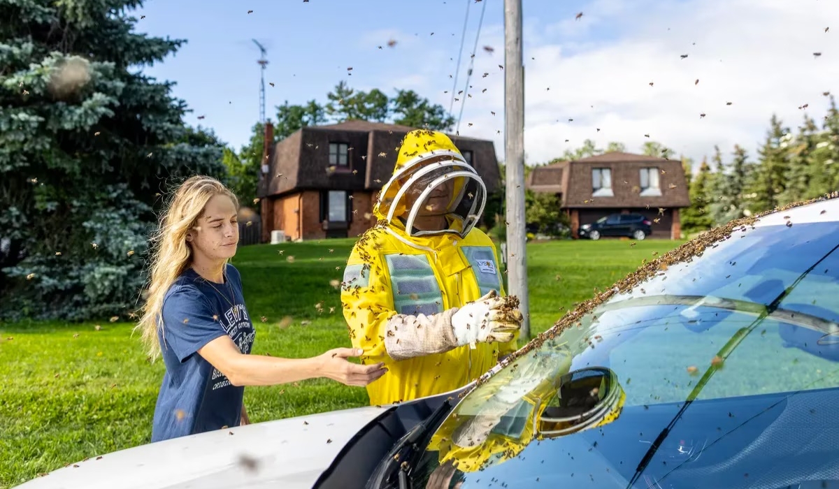 Beekeepers Terri Faloney (left) and Tyler Trute (right) remove bees from a car after a truck carrying bee hives swerved on Guelph Line road causing the hives to fall and release bees in Burlington, Ont., on Aug. 30.