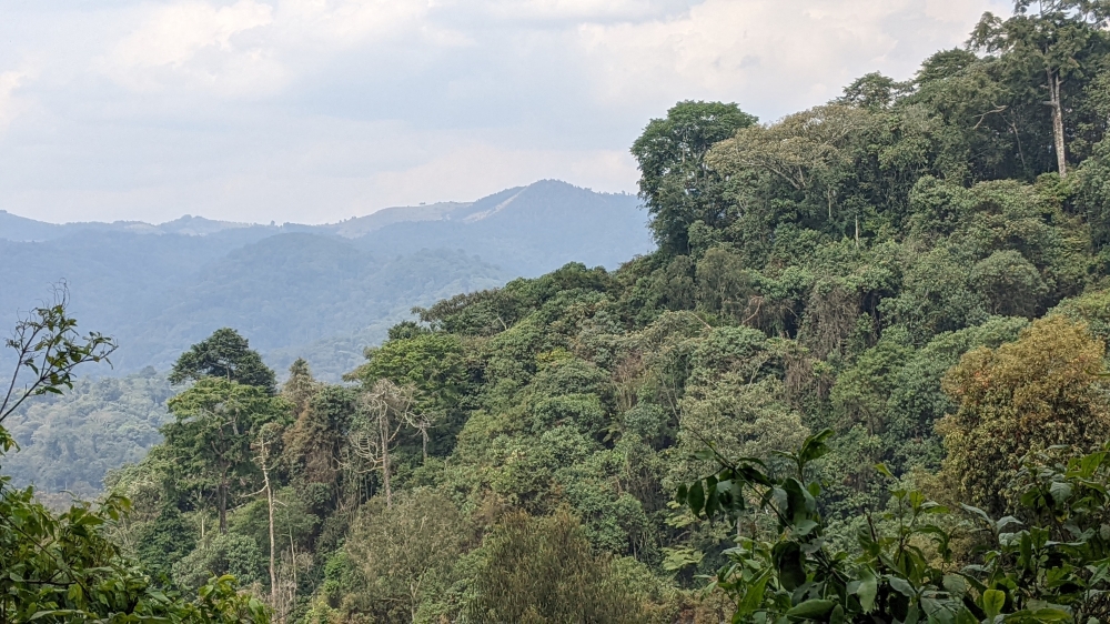 A view of Gishwati-Mukura National Park.