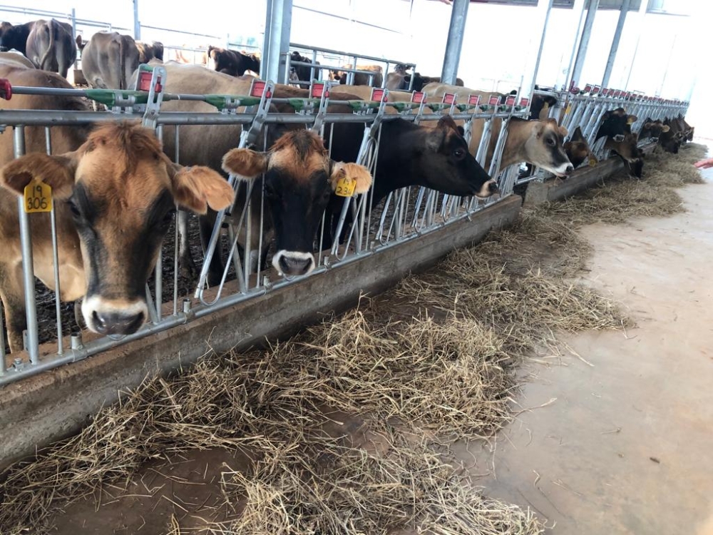 Some cows that are kept at  Gabiro Agribusiness Hub. Minister Musafiri said that even if Rwanda has more than 2 million cattle, but  we don’t have the capacity to process milk to meet our demand.File