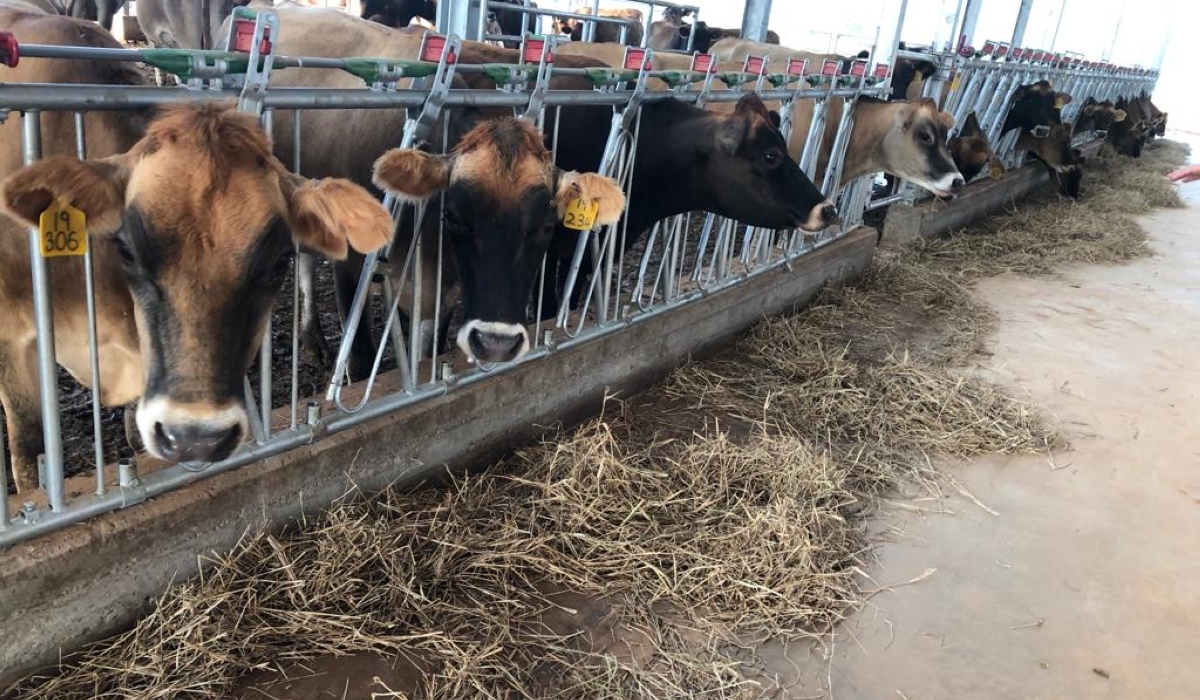 Some cows that are kept at  Gabiro Agribusiness Hub. Minister Musafiri said that even if Rwanda has more than 2 million cattle, but  we don’t have the capacity to process milk to meet our demand.File