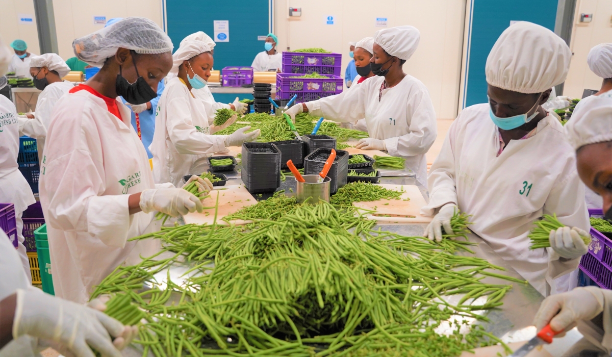 Workers sort fresh green beans for export at the  privately owned packhouse at Kigali Special Economic Zone in Masoro on September 8,2022. Craish BAHIZI