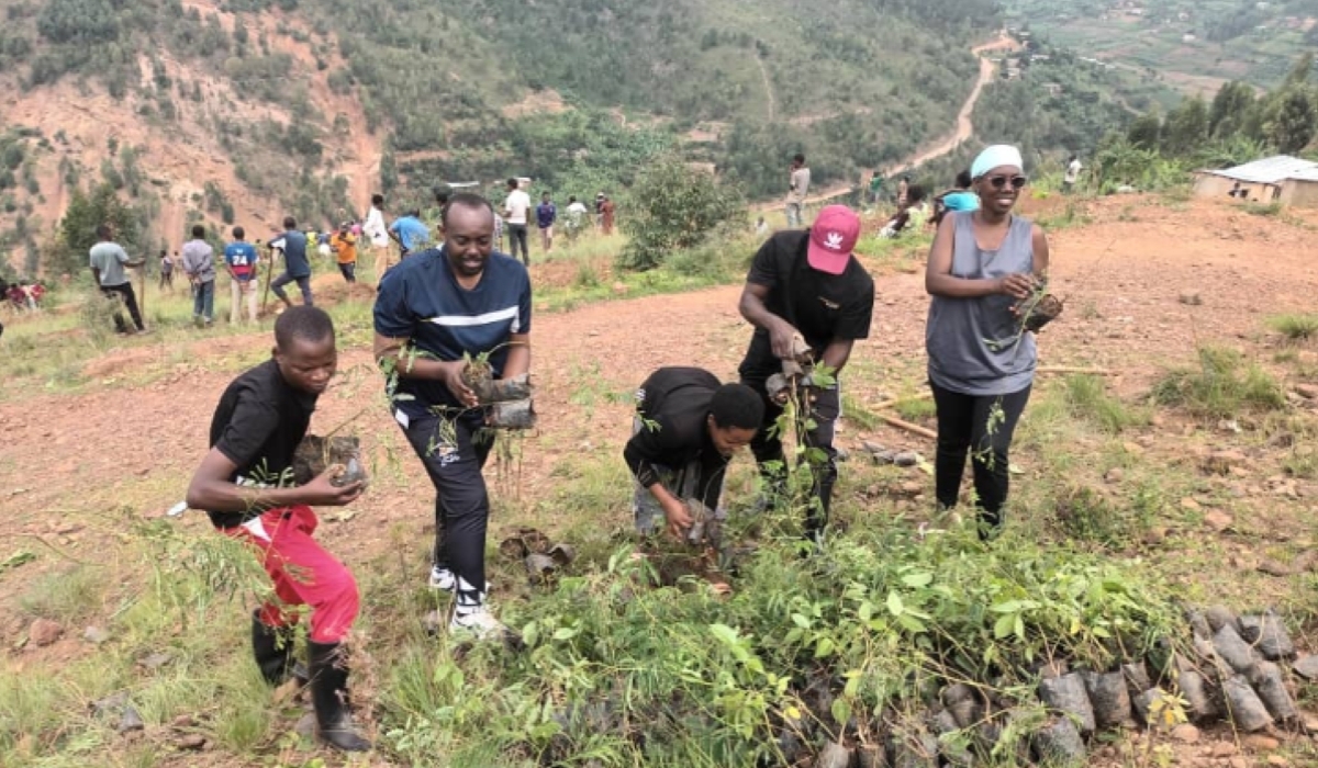 Some people collect seedlings during tree planting activities of the five tree species that are expected to restore land in Rwanda, Courtesy