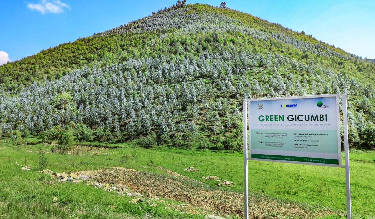 A view of the newly restored forest in Gicumbi District through a project dubbed &#039;Green Gicumbi&#039;. Rwanda is set to launch a carbon market framework at the 28th UN Climate Conference (COP28) in December this year. File