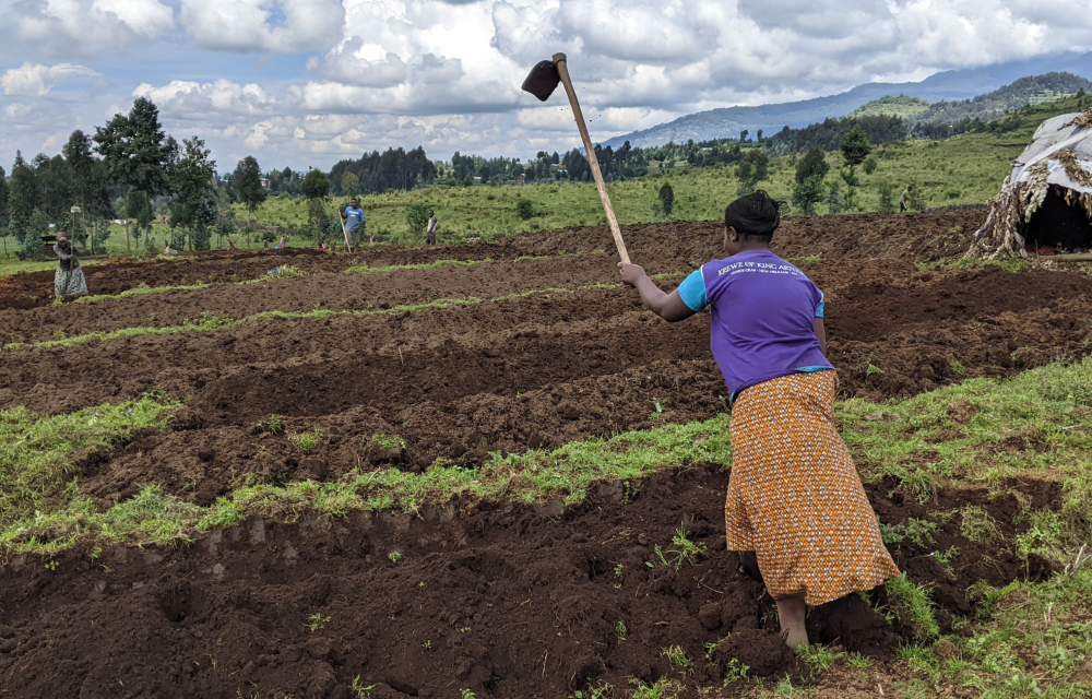 Musanze potato farmers in Kinigi Sector preparing for planting. Photos by Germain Nsanzimana