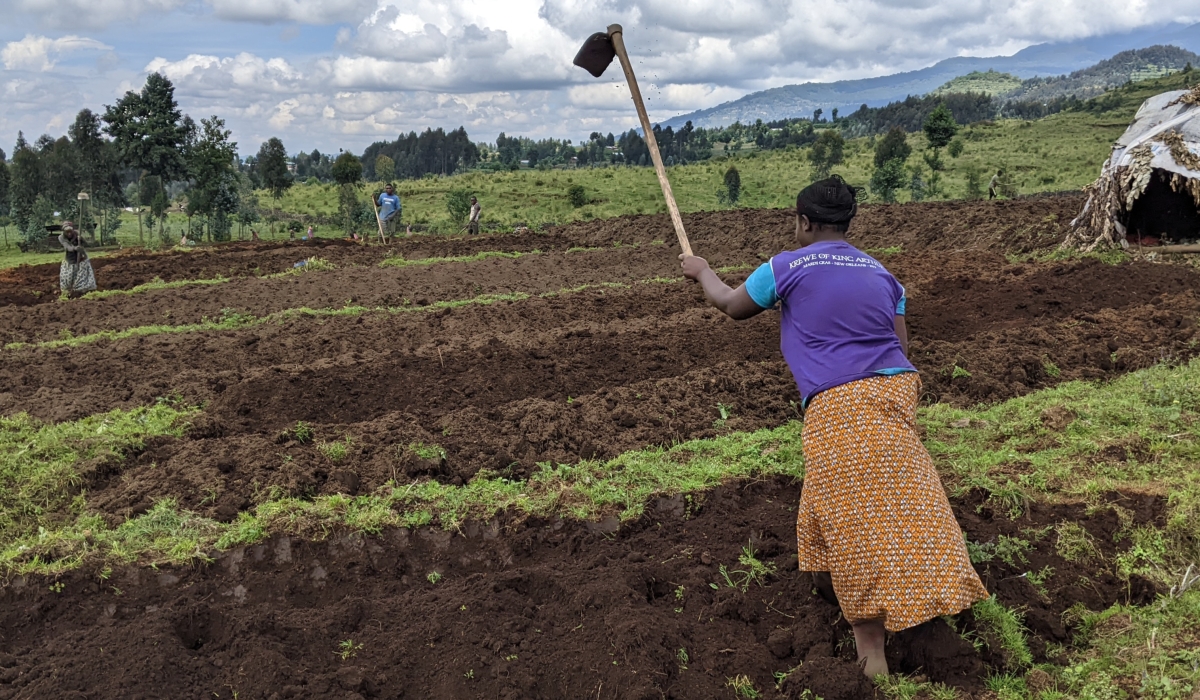 Musanze potato farmers in Kinigi Sector preparing for planting. Photos by Germain Nsanzimana