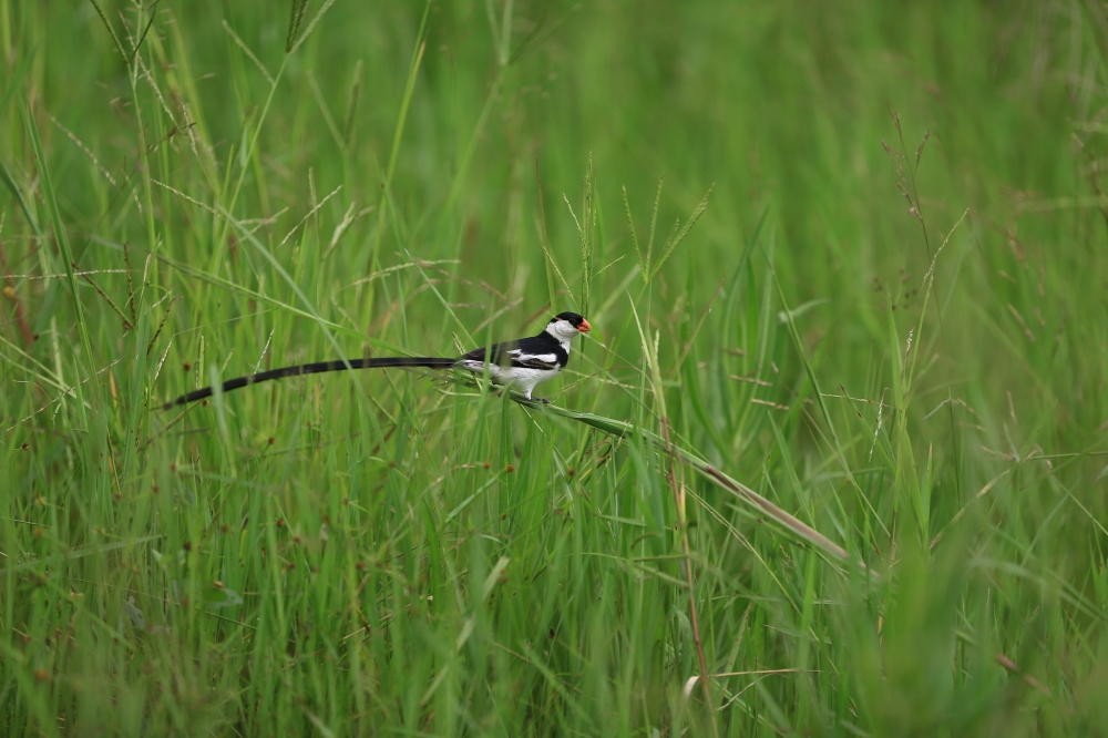 A pin-tailed whydah locally known as "Matene" photographed at  Nyandungu Eco-Tourism Park. Nearly 200 bird species that had migrated due to wetland degradation have returned to Nyandungu Wetland Eco tourism Park after its rehabilitation. Photo by Sam Ngendahimana