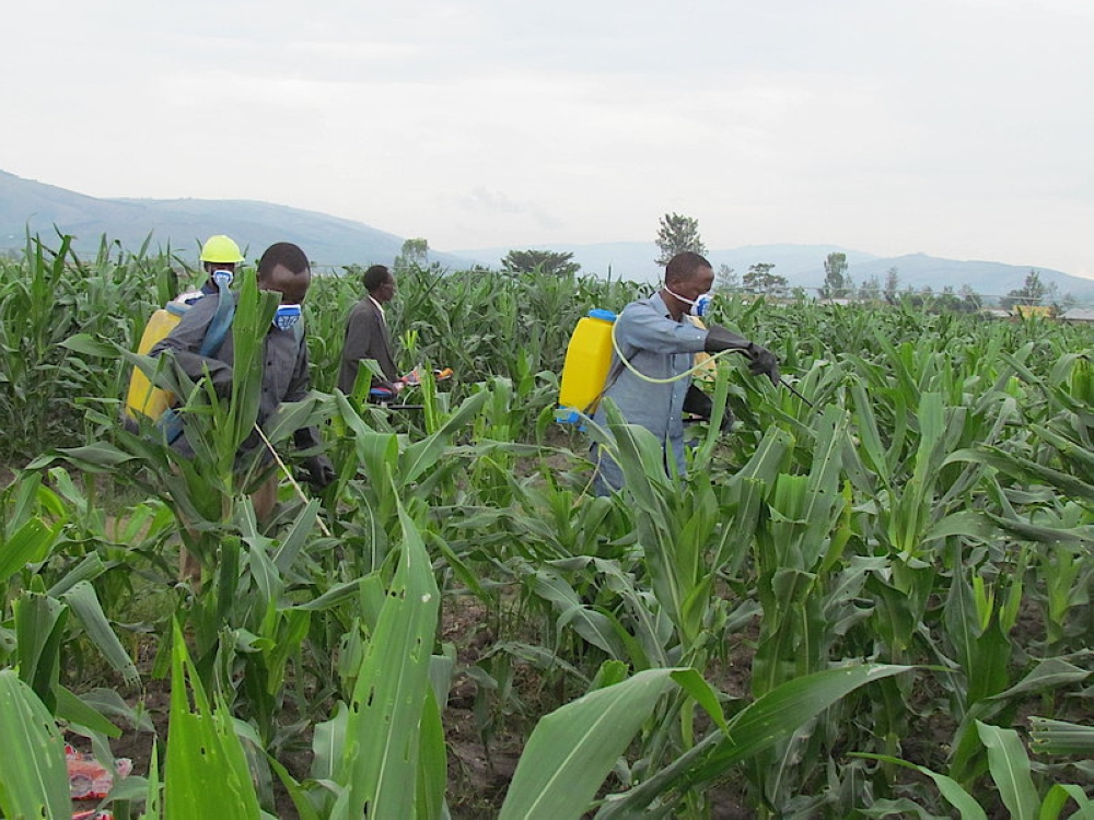 Maize farmers across the country are worried as armyworms have built resistance to pesticides. File
