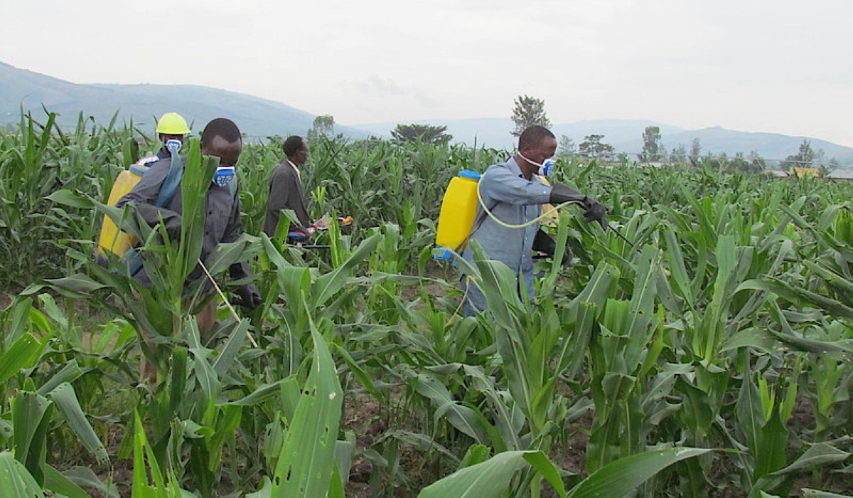 Maize farmers across the country are worried as armyworms have built resistance to pesticides. File