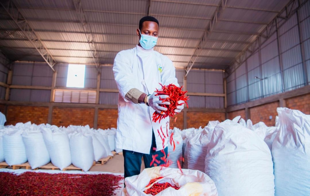 Dieudonné Twahirwa holding chili fruits ready for export to China. Since Rwanda’s signing MoU on BRI cooperation with China in 2018, the bilateral trade and investment between Rwanda and China grows quickly.