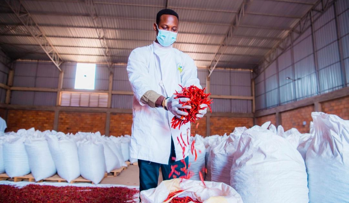 Dieudonné Twahirwa holding chili fruits ready for export to China. Since Rwanda’s signing MoU on BRI cooperation with China in 2018, the bilateral trade and investment between Rwanda and China grows quickly.