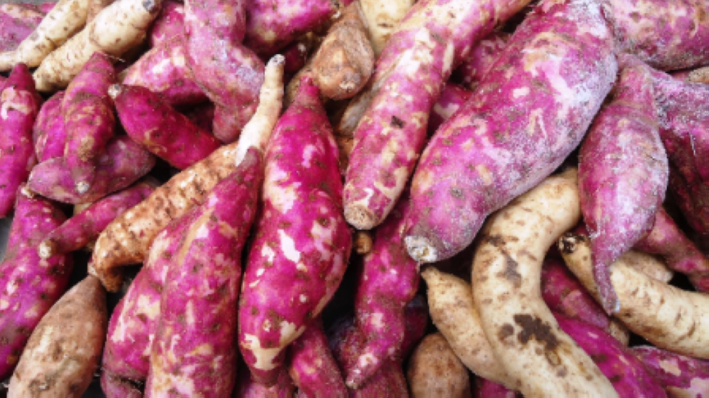 Rwanda is seeking to increase sweet potato production from eight to 30 tonnes per hectare using six new varieties. Courtesy