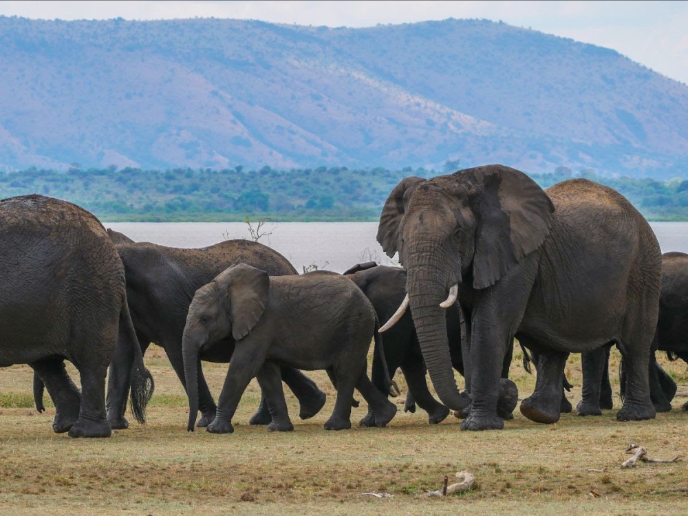 Akagera National Park, a wildlife haven in Rwanda, has seen a 127 percent increase in its animal population since 2010. Courtesy