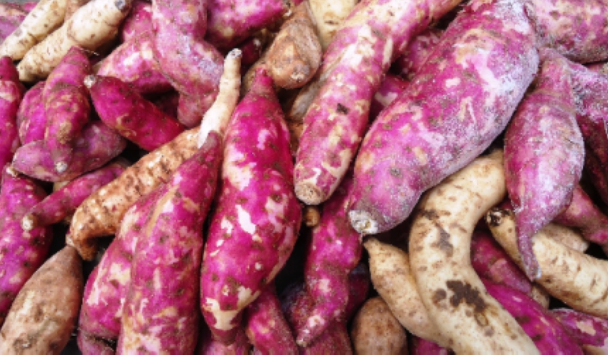 Rwanda is seeking to increase sweet potato production from eight to 30 tonnes per hectare using six new varieties. Courtesy