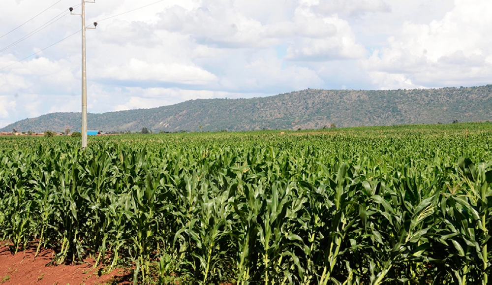 A maize plantation in Kayonza. On October 25, the government launched a roadmap to strengthen partnerships in getting rid of poor-quality seeds by 2030. Photo by Sam Ngendahimana