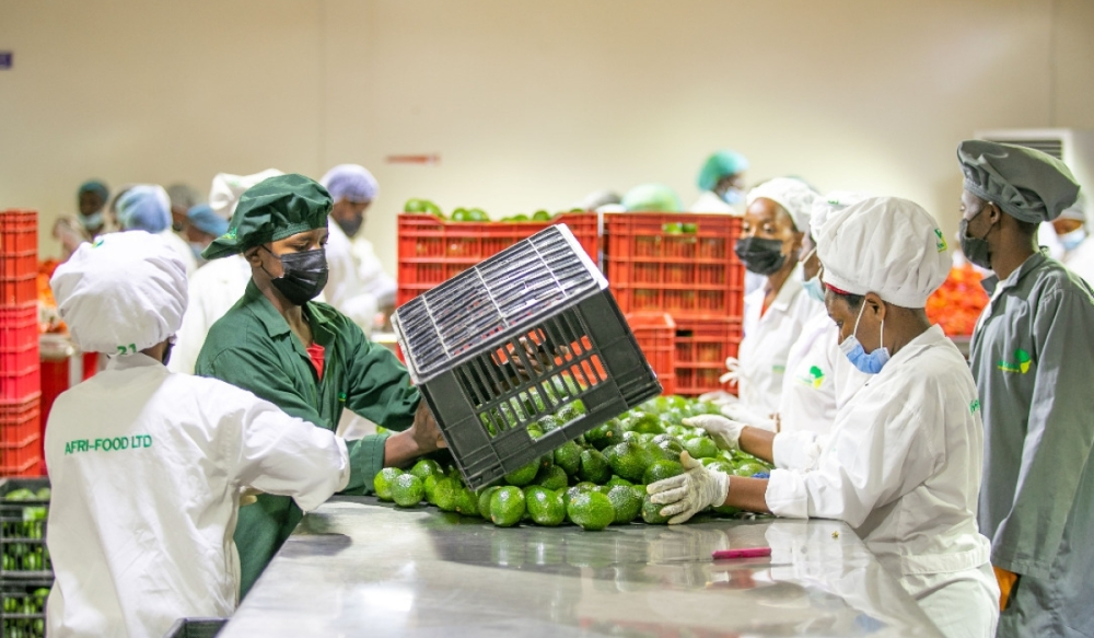 Workers packing fresh avocados for export at NAEB warehouse in Kicukiro District. Avocado exporters are upbeat about the prospects of increased capacity and improved quality of avocado exports to the European market. PHOTOS BY EMMANUEL DUSHIMIMANA