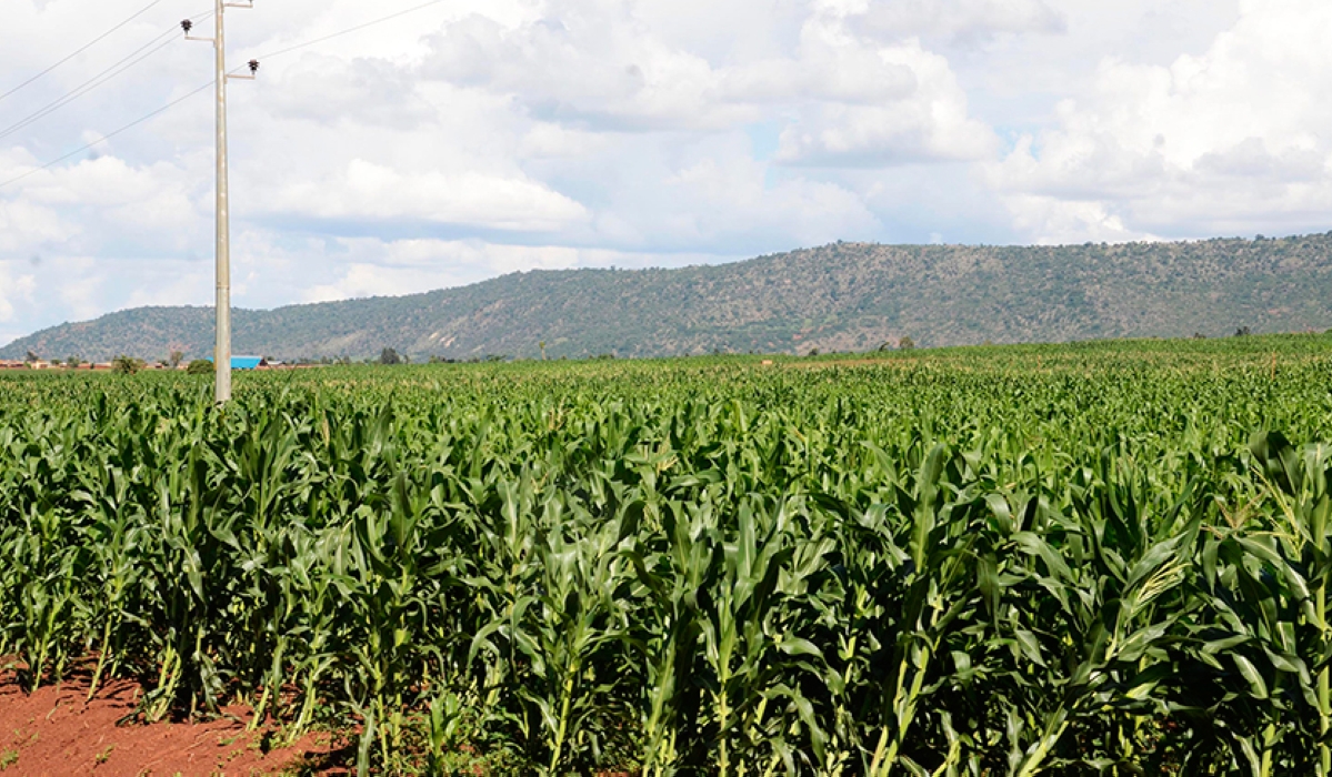A maize plantation in Kayonza. On October 25, the government launched a roadmap to strengthen partnerships in getting rid of poor-quality seeds by 2030. Photo by Sam Ngendahimana