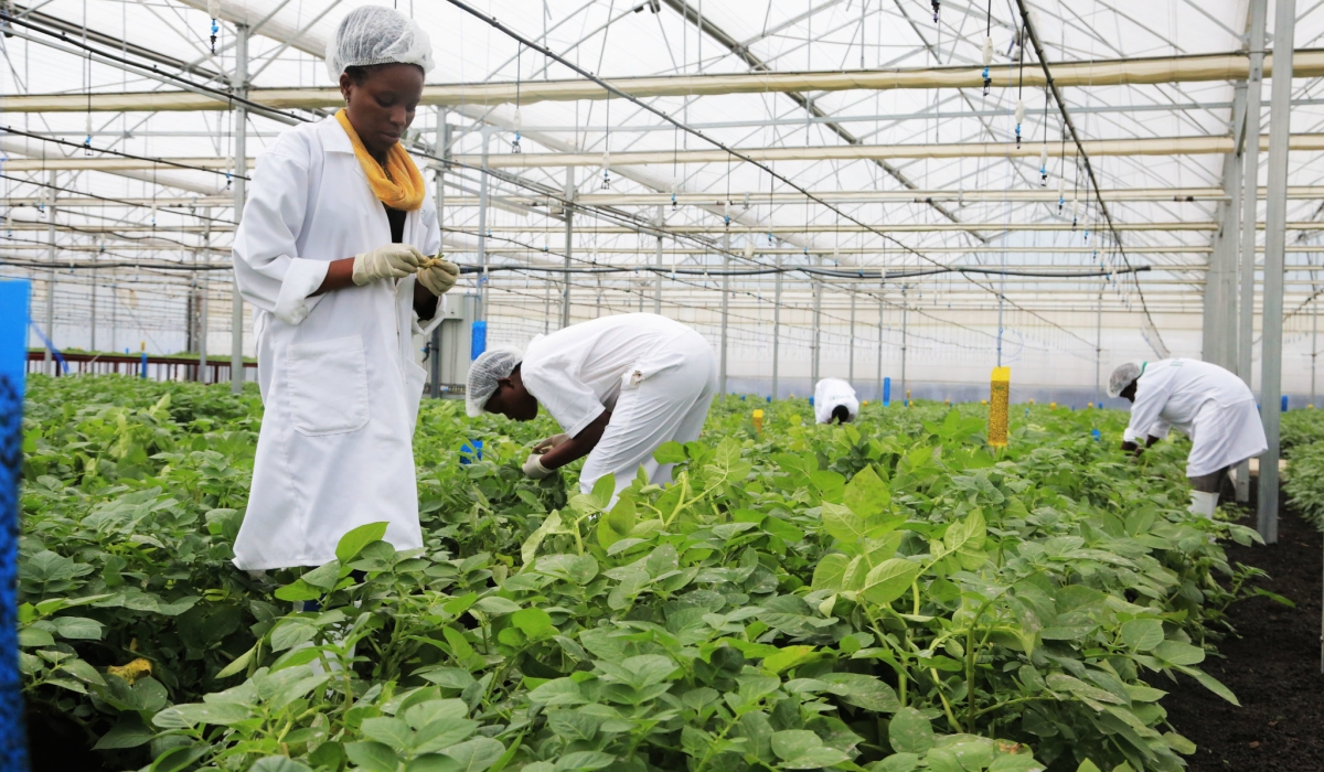 Workers sort potato plantation grown in a green house in Musanze. Experts are meeting in Kenya in a conference that seeks to leverage technologies capable of advancing agro-industry for food security. SAM NGENDAHIMANA