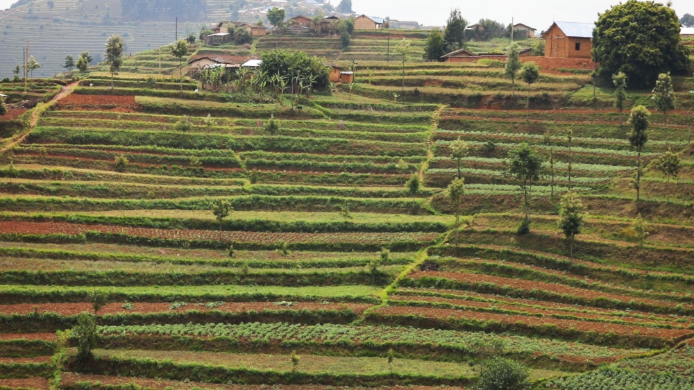 Radical terraces have played a crucial role in improving agricultural production and fight against erosion.