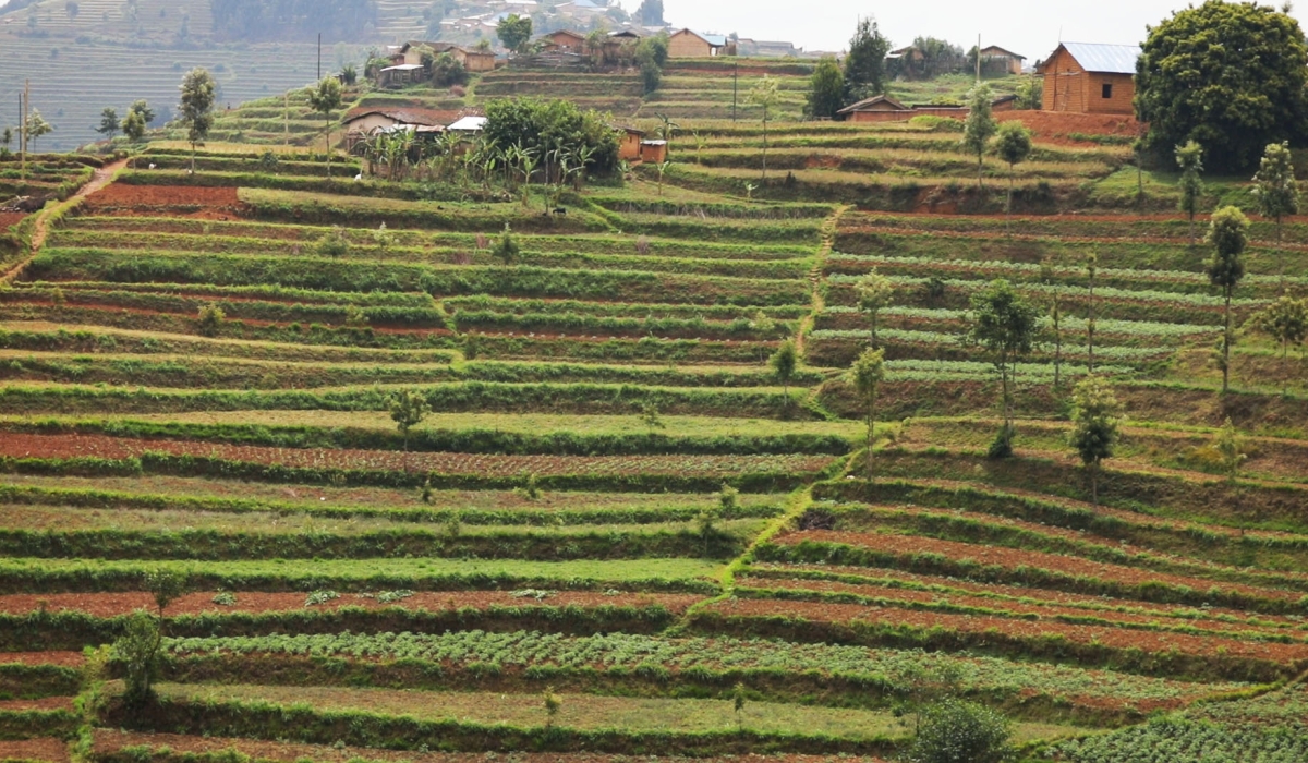 Radical terraces have played a crucial role in improving agricultural production and fight against erosion.