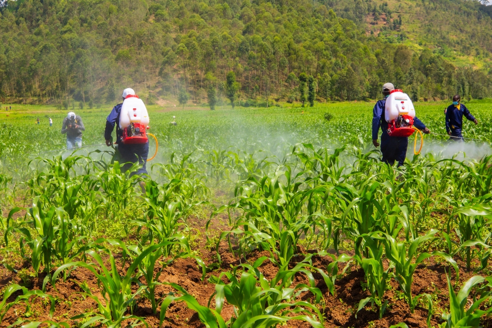 Farmers spraying pesticides in a maize plantation in Musanze. FILE