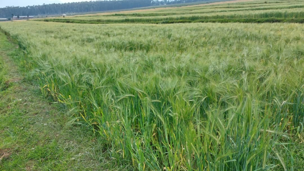 Bralirwa Plc scaling up its local sourcing efforts to enhance livelihoods of farmers and promote environmental sustainability. Photo: Courtesy.